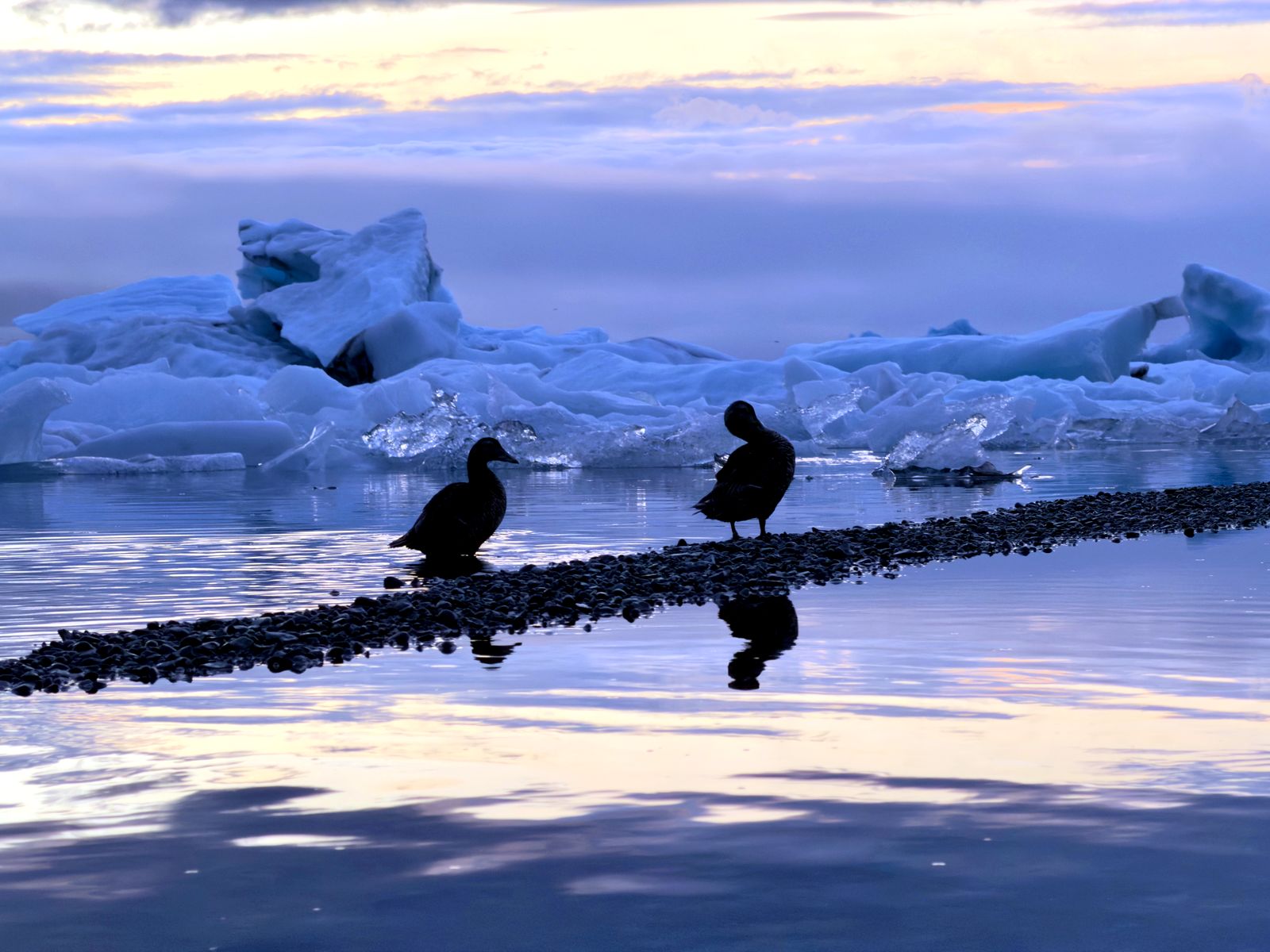 Two eider ducks on a gravel bar in front of icebergs at dusk