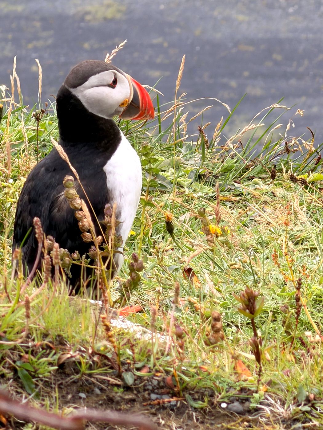 An Atlantic puffin standing in tall grass