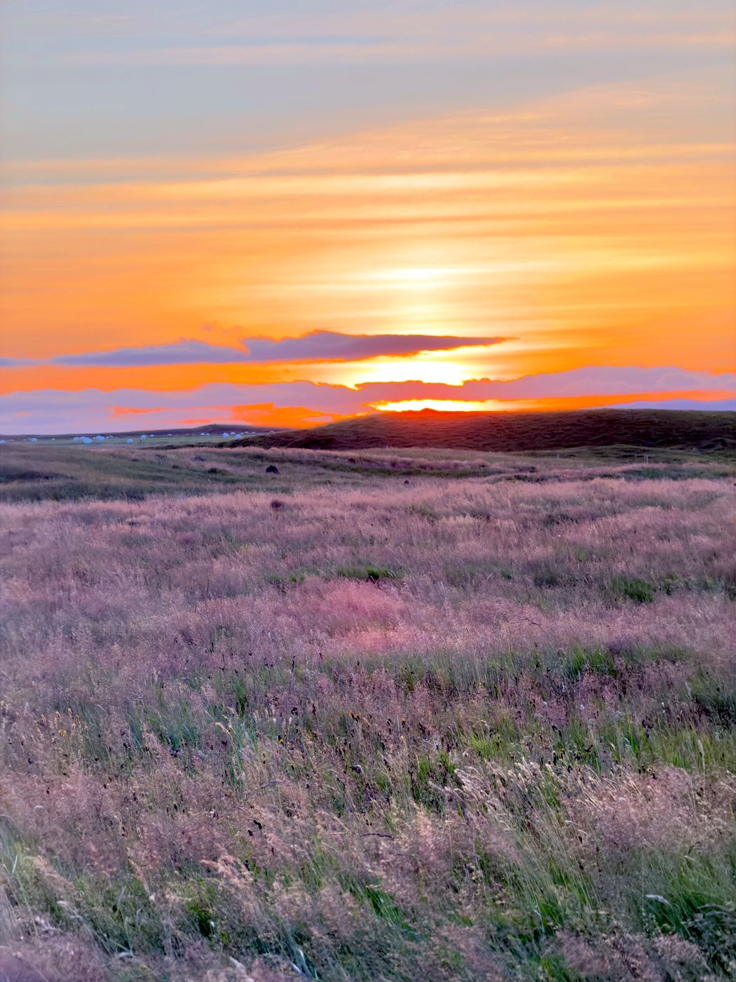 Long grass in low orange sunset light